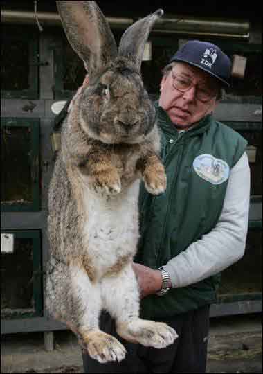 giant-rabbit3