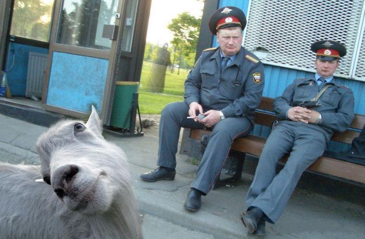 policegoat