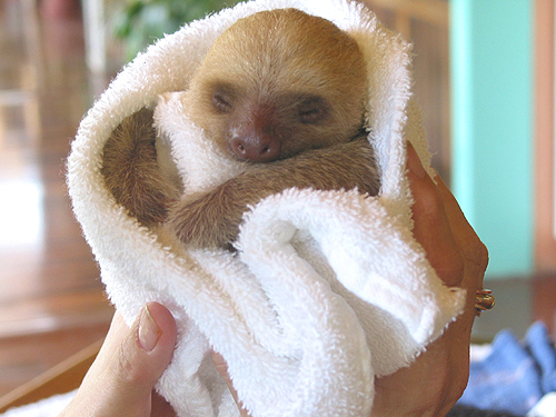 baby_sloth