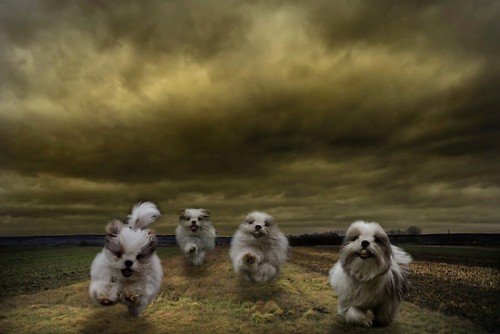 dogs_apocalypse