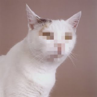 anonymousCat