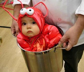 LOBSTER BABY