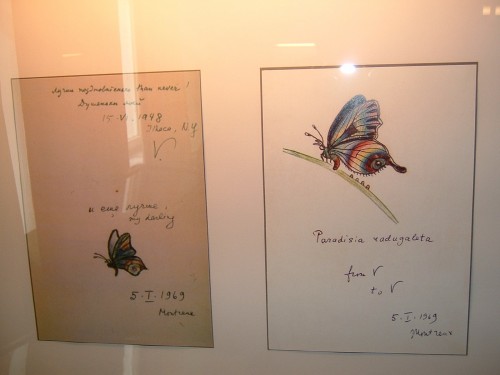 Nabokov_butterfliws_5.JPG