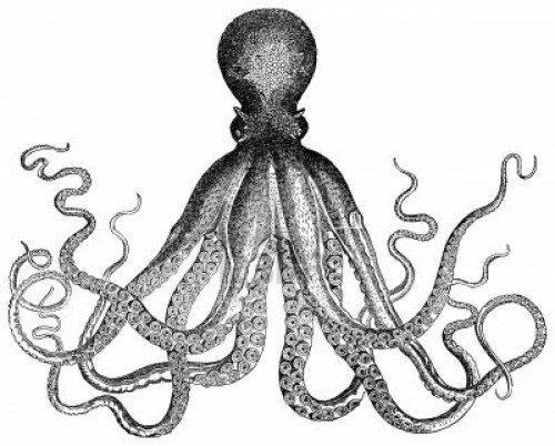 14128392-vintage-engraved-illustration-of-an-octopus-isolated-against-white