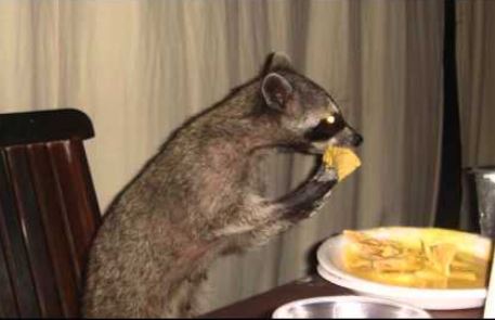 raccoon nachos