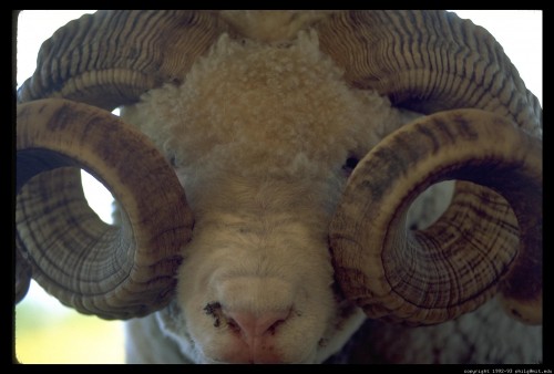sheep horns