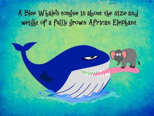 whale tongue cartoon