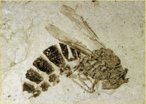 Fig. 2: Fossil Wasp from Eocene Lake Beds, Florissant Fossil Beds National Monument, via the Geological Society of America (www.geosociety.org/graphics/gv/pikespeak/03fossilwasp.htm) photo by Bud Wobus 
