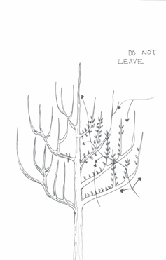 Tree--Miranda-Polley-illustrator
