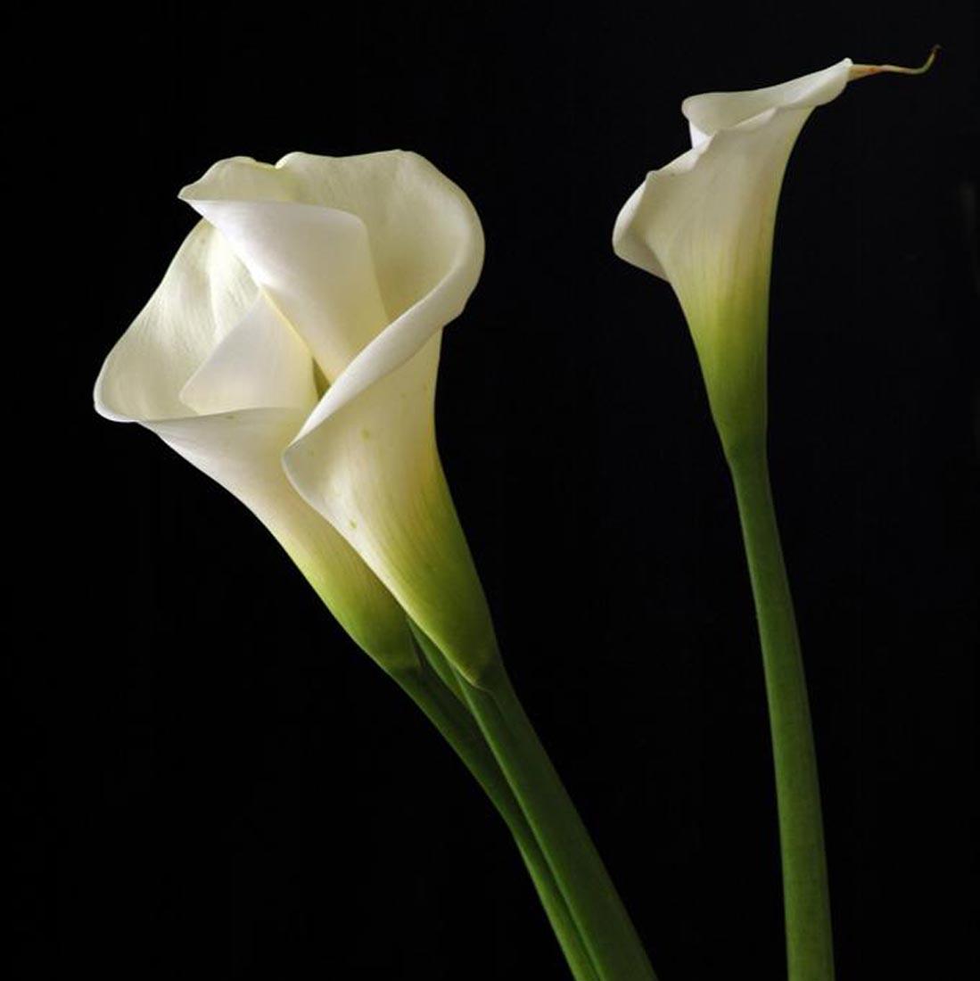 calla-lily-flowers-hd-wallpapers-cool-desktop-pictures-widescreen