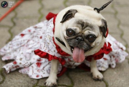 pug in dress