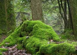 moss