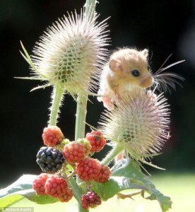 mouse with berries