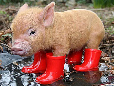pig_in_boots_070110_m