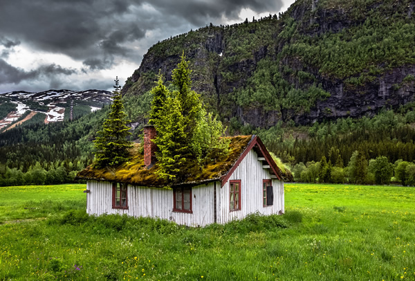 woods-in-the-cabin